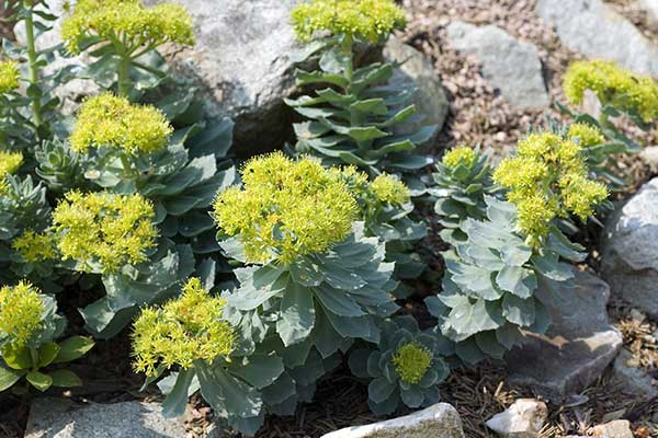 Różeniec górski (Rhodiola rosea)