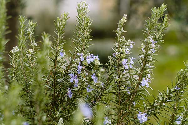 Rozmaryn lekarski (Rosmarinus officinalis)