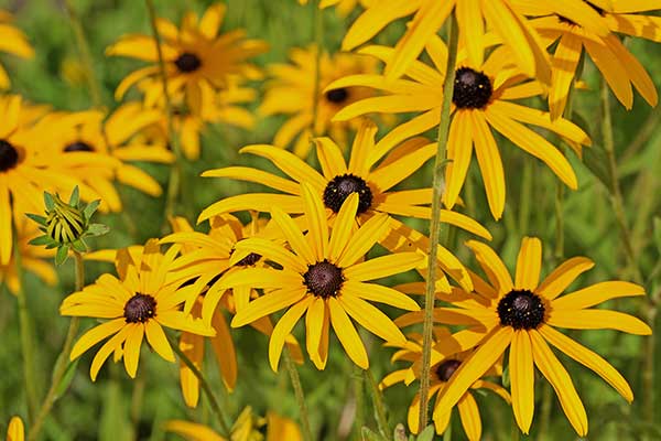 Rudbekia błyskotliwa (Rudbeckia fulgida)