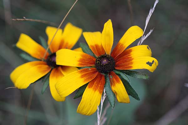 Rudbekia © Krzysztof Trawiński Rudbekia