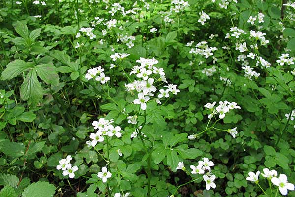 Rukiew wodna (Nasturtium officinalis)