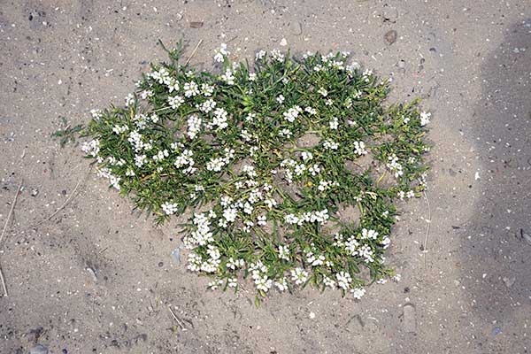 Rukwiel nadmorska (Cakile maritima)