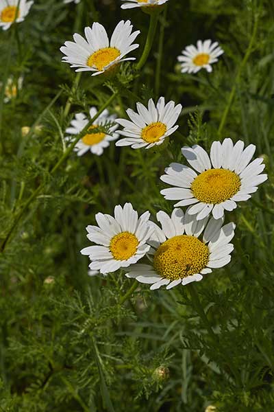 Rumian polny (Anthemis arvensis)