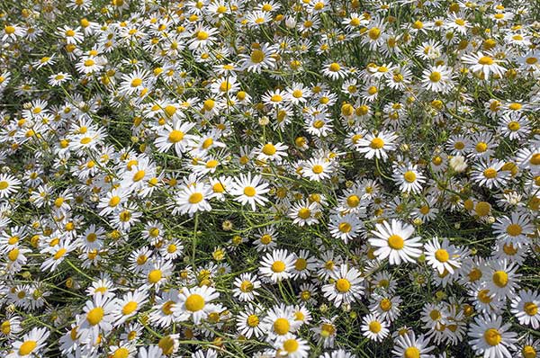 Rumian psi (Anthemis cotula)