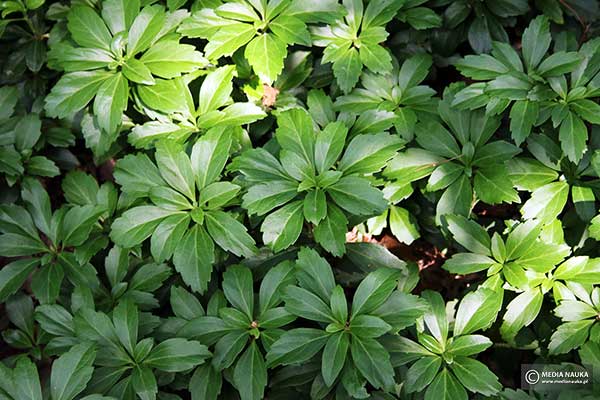 Runianka japońska (Pachysandra terminalis)