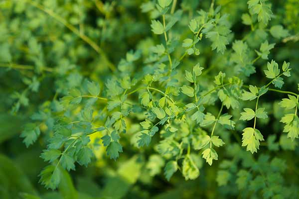 Rutewka mniejsza (Thalictrum minus)