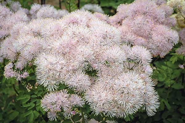 Rutewka orlikolistna (Thalictrum aquilegiifolium)