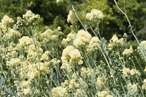 Rutewka żółta (Thalictrum flavum)