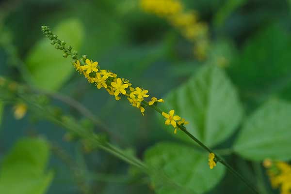 Rzepik szczeciniasty (Agrimonia pilosa)