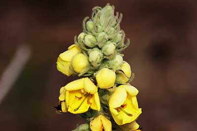 Rzepik wonny (Agrimonia procera)