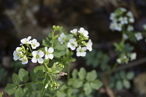 Rzeżucha gorzka (Cardamine amara)