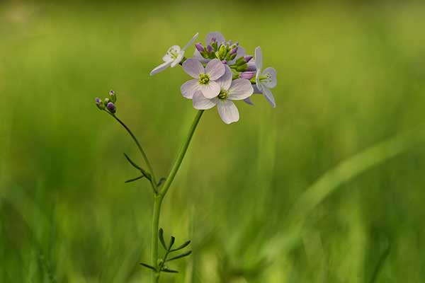 Rzeżucha łąkowa (Cardamine pratensis)