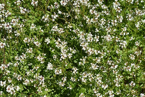 Rzeżucha leśna (Cardamine flexuosa)