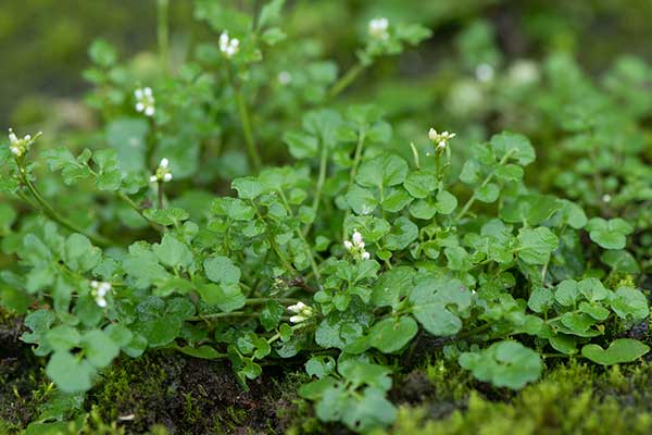 Rzeżucha włochata, rzeżucha czteropręcikowa (Cardamine hirsuta)