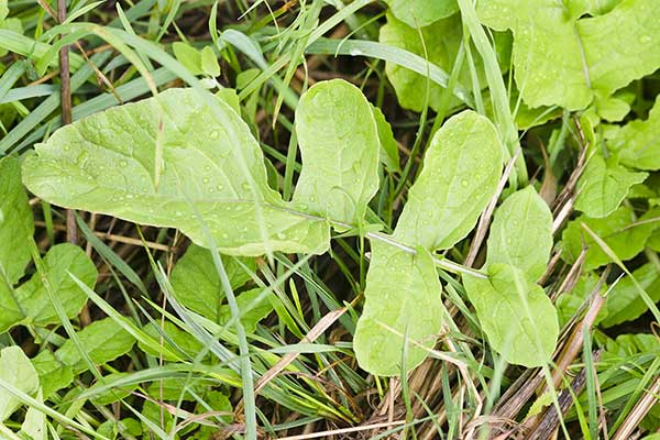 Rzodkiew świrzepa (Raphanus raphanistrum)