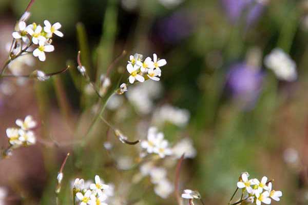 Rzodkiewnik pospolity (Arabidopsis thaliana)