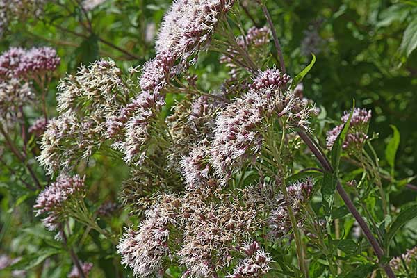 Sadziec konopiasty (Eupatorium cannabinum)