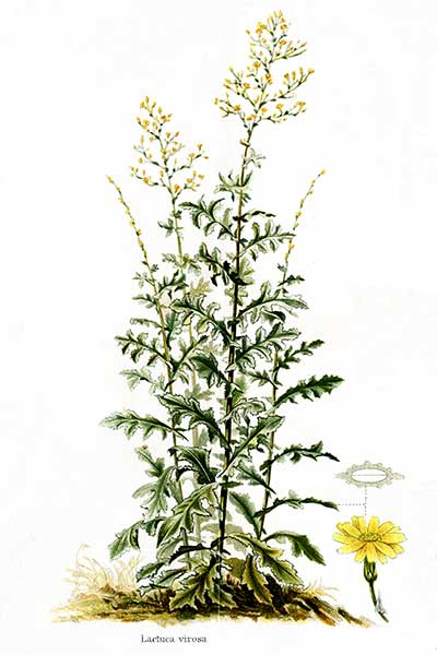 Sałata jadowita (Lactuca virosa)