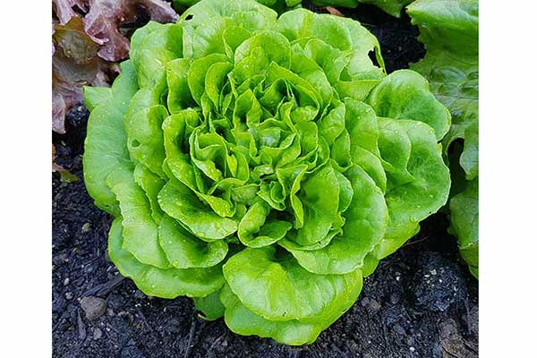 Sałata siewna (Lactuca sativa)