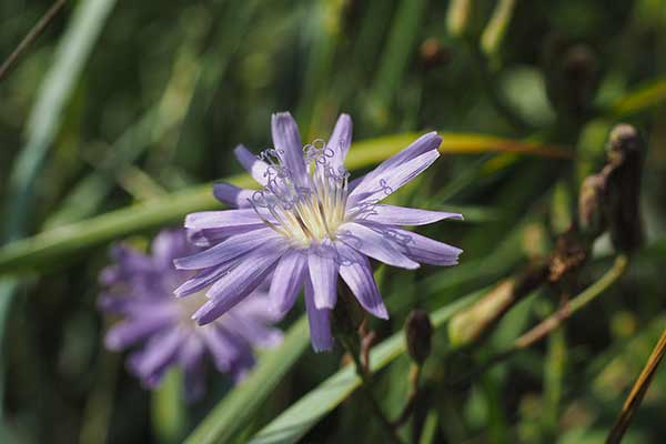 Sałata tatarska (Lactuca tatarica)