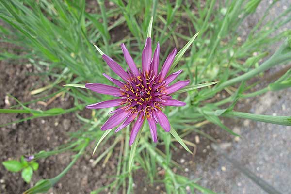 Kozibród porolistny, salsefia (Tragopogon porrifolius)