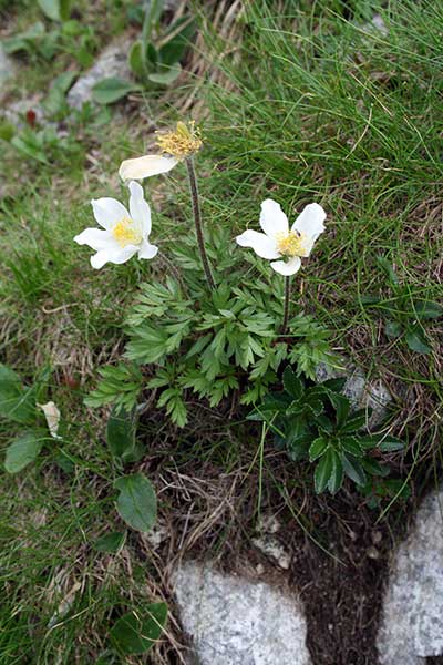 Sasanka alpejska, sasanka biała (Pulsatilla alpina)