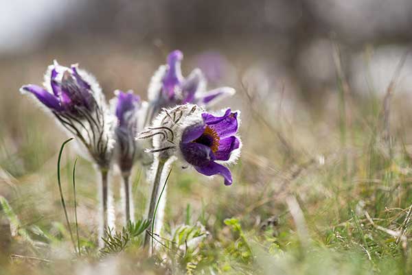 Sasanka łąkowa (Pulsatilla pratensis)