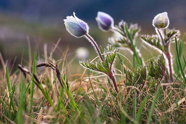 Sasanka otwarta (Pulsatilla patens)