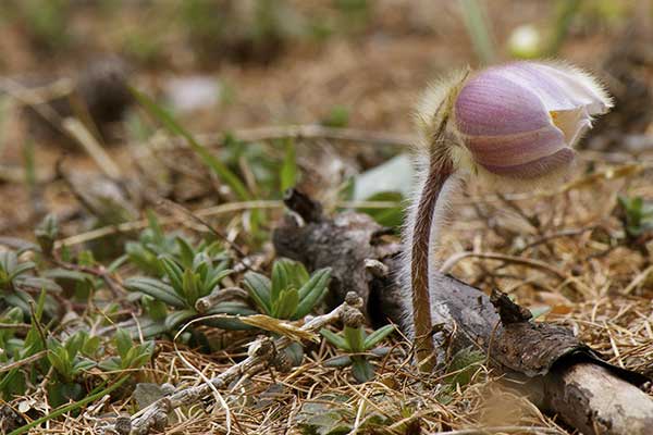 Sasanka wiosenna (Pulsatilla vernalis)