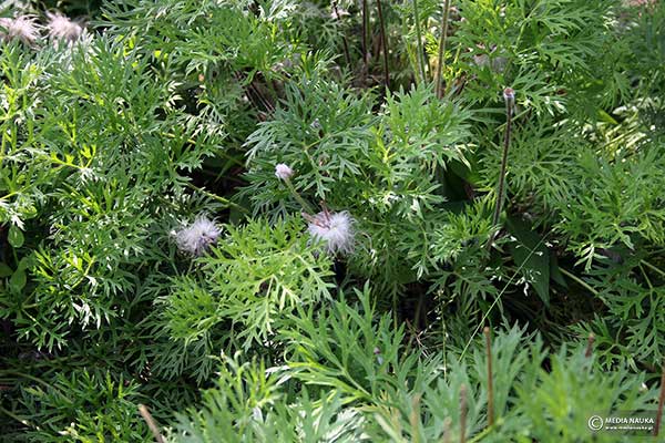 Sasanka zwyczajna (Pulsatilla vulgaris)