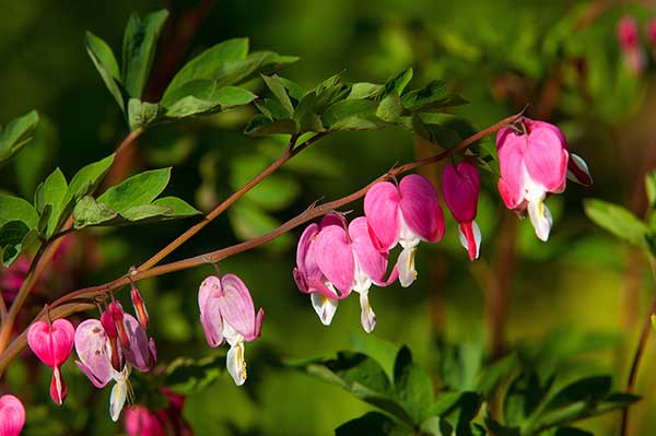 Serduszka okazała, ładniczka okazała (Dicentra spectabilis)