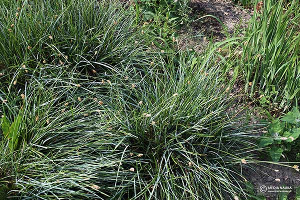 Sesleria błotna (Sesleria caerulea)