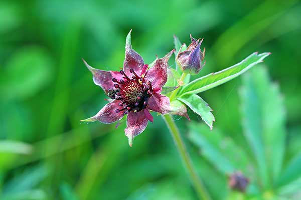 Pięciornik błotny, siedmiopalecznik błotny (Potentilla palustris)