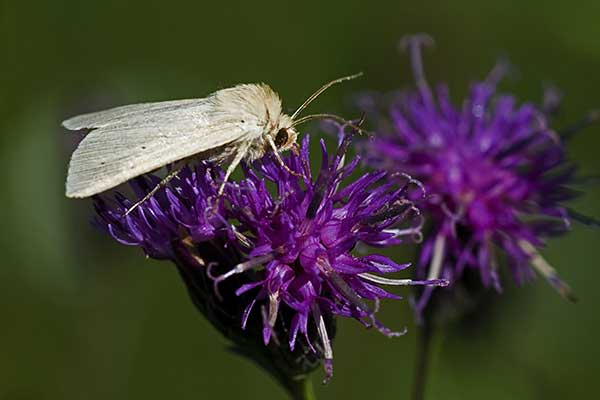 Sierpik barwierski (Serratula tinctoria)