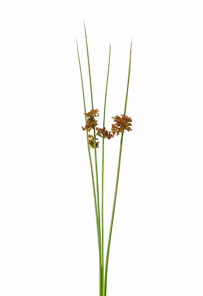 Sit rozpierzchły (Juncus effusus)