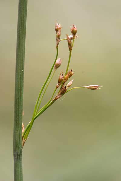 Sit siny (Juncus inflexus)