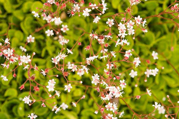 Skalnica cienista (Saxifraga umbrosa)