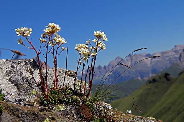 Skalnica gronkowa (Saxifraga paniculata)