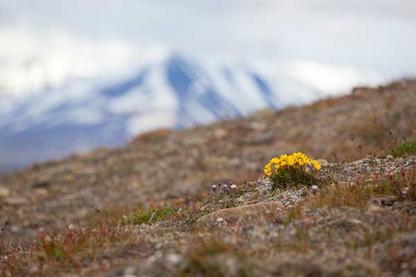 Skalnica torfowiskowa (Saxifraga hirculus)