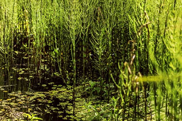 Skrzyp błotny (Equisteum palustre)