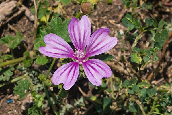 Ślaz dziki (Malva sylvestris)