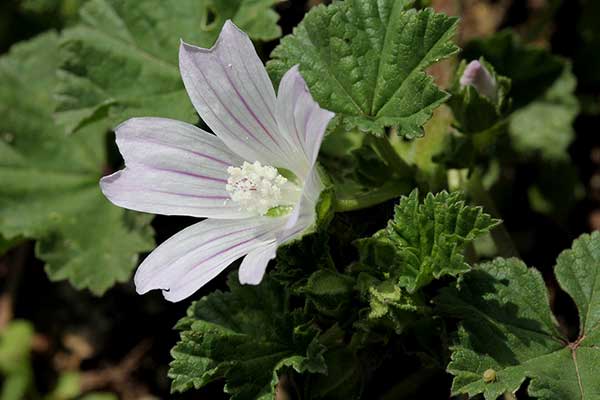 Ślaz zaniedbany (Malva neglecta)