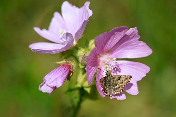 Ślaz zygmarek (Malva alcea)