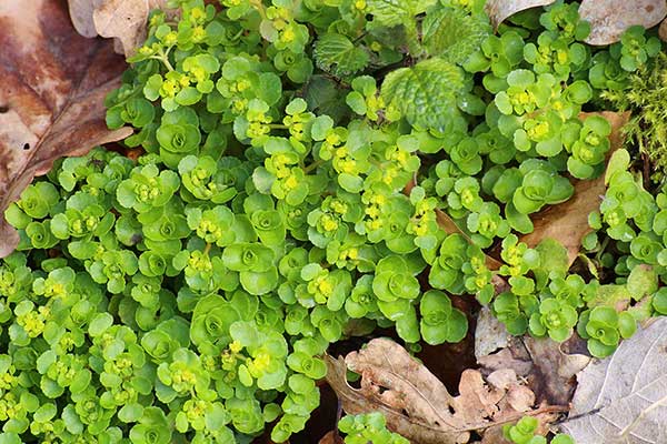 Śledziennica naprzeciwlistna (Chrysosplenium oppositifolium)