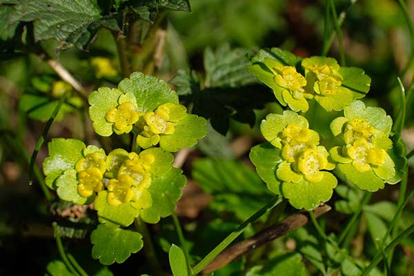 Śledziennica skrętolistna, śledziennica naprzemianlistna (Chrysosplenium alternifolium)