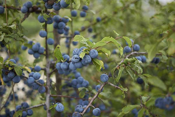 Śliwa tarnina (Prunus spinosa)