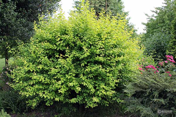 Śliwa wiśniowa, ałycza, mirabelka (Prunus cerasifera)