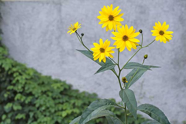 Słonecznik bulwiasty, topinambur (Helianthus tuberosus)