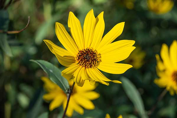 Słonecznik olbrzymi (Helianthus giganteus)