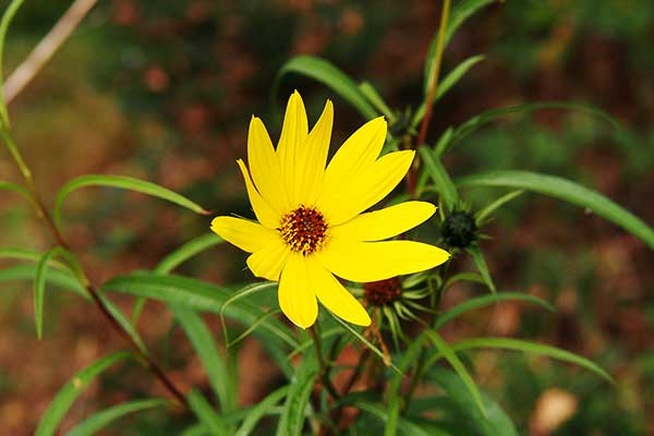 Słonecznik wierzbolistny (Helianthus salicifolius)